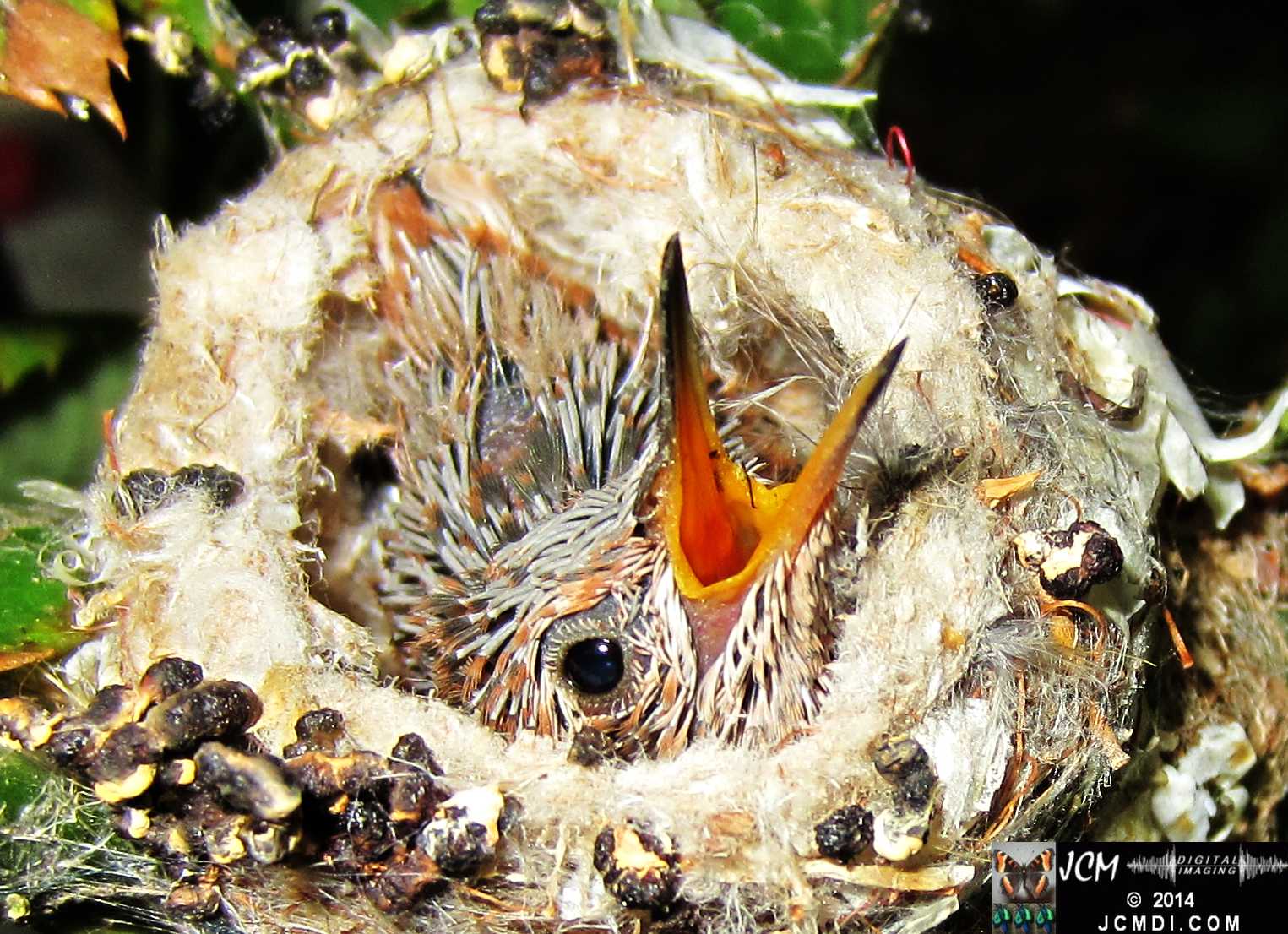 Allens Hummingbird Chick in Nest Close-Up